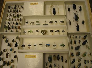 Exhibited insects