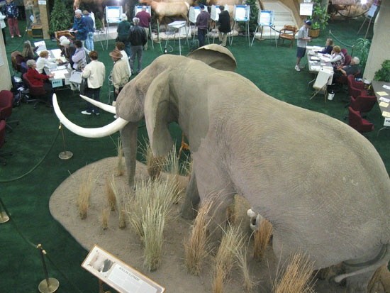 Elephant in the polling place