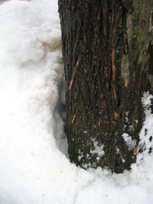 Tree with melted snow